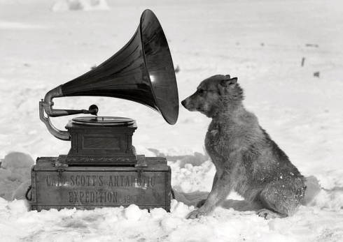 Toeterhond